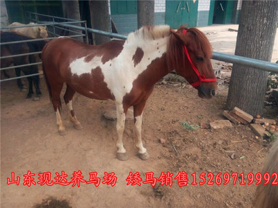 探尋滁州正規(guī)養(yǎng)馬場 馬匹價(jià)格與婚慶旅游用馬購買指南